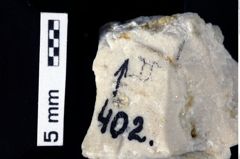 Foto (Detailansicht) von Cycloprosopon stenofrons (Schweitzer & Feldmann, 2010) (NHMW-GEO-1990-0041-0402)